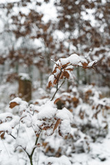 Winter season - beautiful forest
