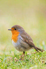 European Robin (Erithacus rubecula) close-up, Baden-Wuerttemberg, Germany