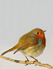 European Robin (Erithacus rubecula) close-up, Baden-Wuerttemberg, Germany