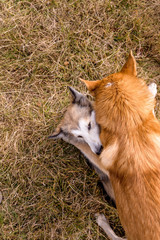 Young domestic dogs, playing on a autumn dry grass outdoors.