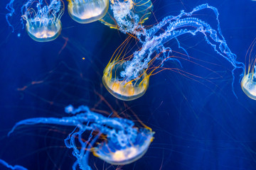 Beautiful jellyfish floating in the blue sea