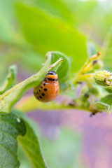 Larva of colorado potato beetle eats potato leaf. Horticulture wildlife insect pest with selective focus and limited depth of field.