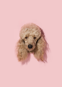 Cute brown poodle head isolated on pink background. Princess dog. Copy space