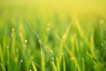 grass with dew drops