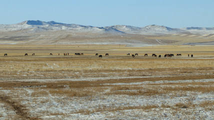 Mountain and animals