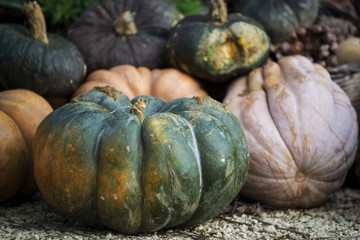 Courges de différentes variétés et couleurs