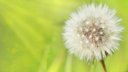 Dandelion on a green background