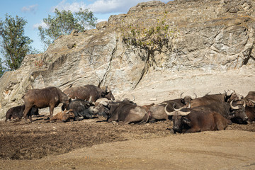 アフリカ水牛の群れ