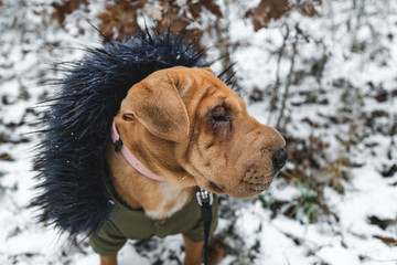 Cute shar pei puppy outside