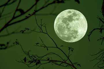Full moon with silhouette branch of tree in green tone.