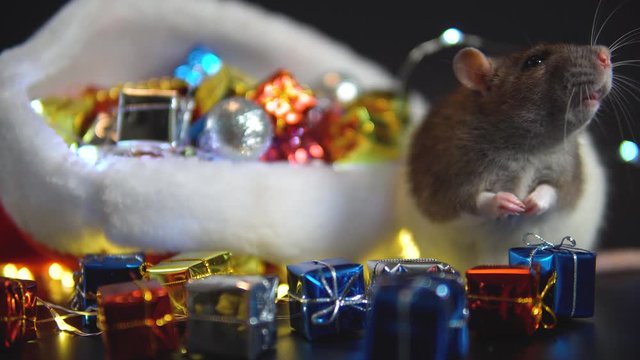 New Year concept. Cute rat in a New Year's decor. Symbol of the year 2020. Christmas decoration and santa hat, garland. place for text. Cute pets and little gifs