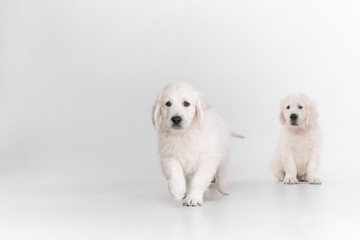 English cream golden retrievers posing. Cute playful doggies or purebred pets looks playful and cute isolated on white background. Concept of motion, action, movement, dogs and pets love. Copyspace.