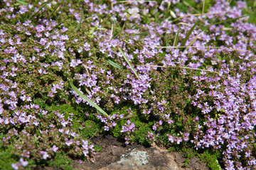 Obraz premium Thymus plant in Pico island, Azores, Portugal