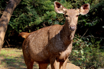 The nilgai in the forest