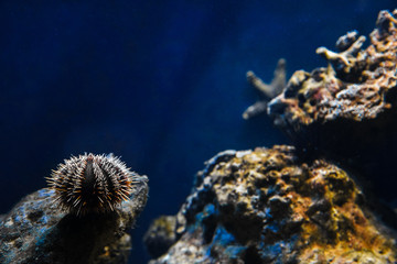 The marine background is a classic blue. Sea urchin among the corals.