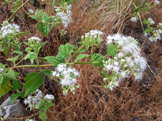 white flowers in the garden
