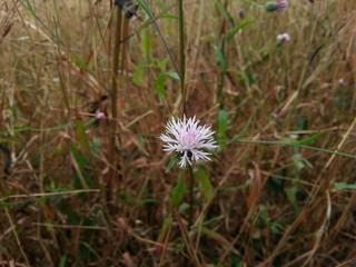 flower in the field