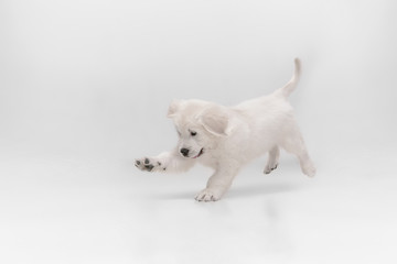 Catching. English cream golden retriever playing. Cute playful doggy or purebred pet looks cute isolated on white background. Concept of motion, action, movement, dogs and pets love. Copyspace.