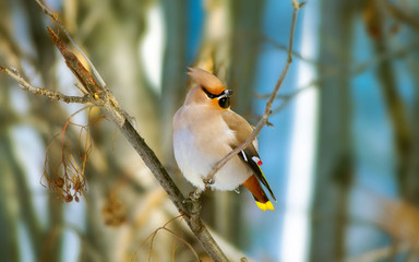 Waxwings