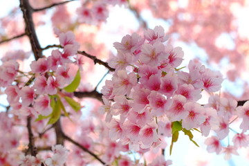 2019sakura