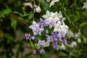 Solanum, plante grimpante, en fleurs