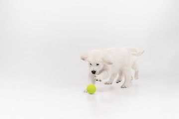 Catching. English cream golden retriever playing. Cute playful doggy or purebred pet looks cute isolated on white background. Concept of motion, action, movement, dogs and pets love. Copyspace.