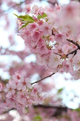 Obraz premium 2019sakura