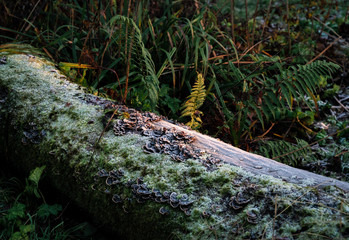 Obraz premium A log with mushrooms, fungus, moss and lichen seen on a walk in South Manchester. 