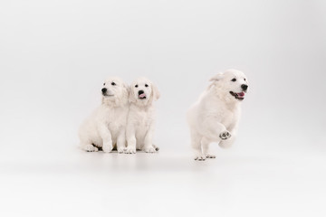 English cream golden retrievers posing. Cute playful doggies or purebred pets looks playful and cute isolated on white background. Concept of motion, action, movement, dogs and pets love. Copyspace.