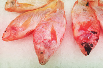 fresh raw fish on shelf with ice in market