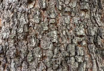 bark of a tree