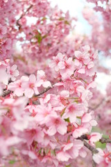 2019sakura