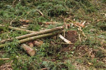 Cut down trees in a forest