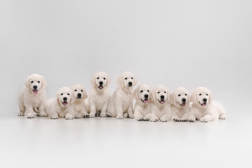 Big family. English cream golden retrievers posing. Cute playful doggies or purebred pets looks cute isolated on white background. Concept of motion, action, movement, dogs and pets love. Copyspace.