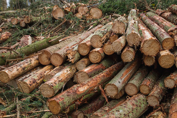 Pile of chopped down logs