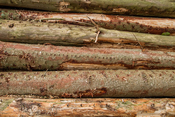 Pine trees logs chopped down