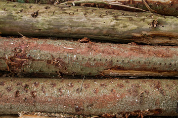 Detail of pine tree logs
