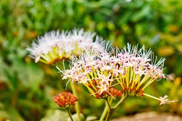 Pink flower on green leaves background.