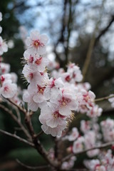 2019sakura