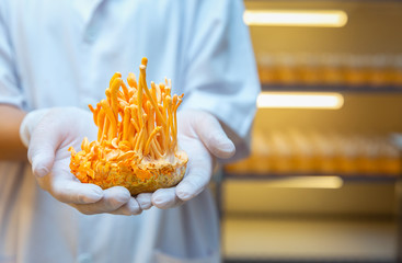 Ophiocordyceps sinensis,Cordyceps militaris is a species of fungus in the bottle at control...