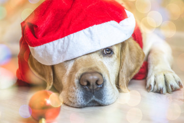 dog Labrador in a New Year's cap. New Year's Eve. Christmas