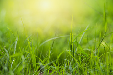 Green Abstract bokeh from nature background