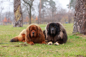 Fototapeta premium Two dogs breed Tibetan Mastiff