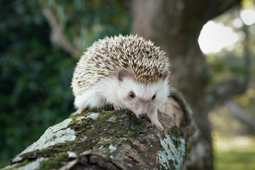 hedgehog in forest.hedgehog​  on​ a​ timber​