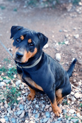  Black dog ​​with very sad smart eyes. Selective focus.
