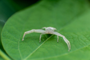 white spider on leaf
