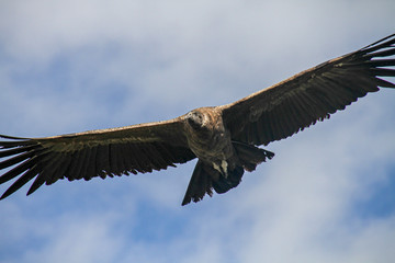Junger Kondor im Flug