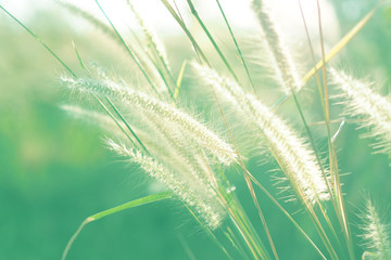 Beautiful of green grass flower with sunset for nature background, soft and blurred focus