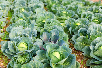 Naklejka premium Fresh juicy cabbage is grown in the field. Concepts- organic products, farming, vegetable growing. Selective focus.