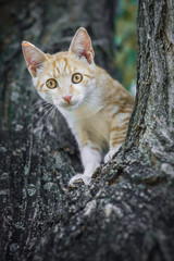 Cute ginger red striped curious kitten climbing on the tree